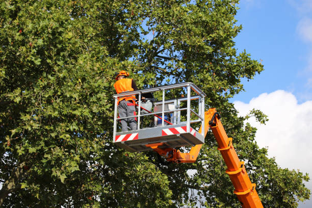 Best Grass Overseeding  in Apple Mountain Lake, VA